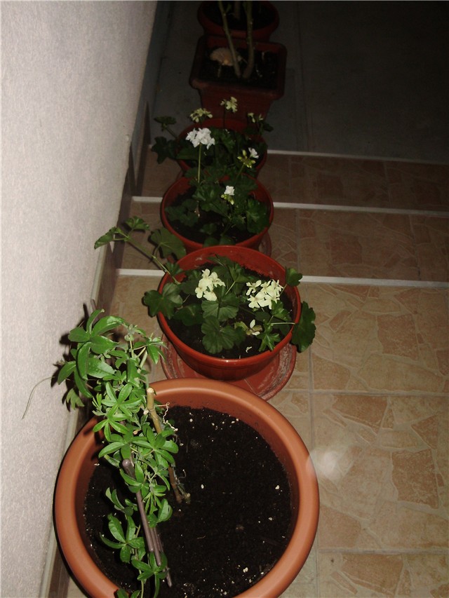 cvijeće