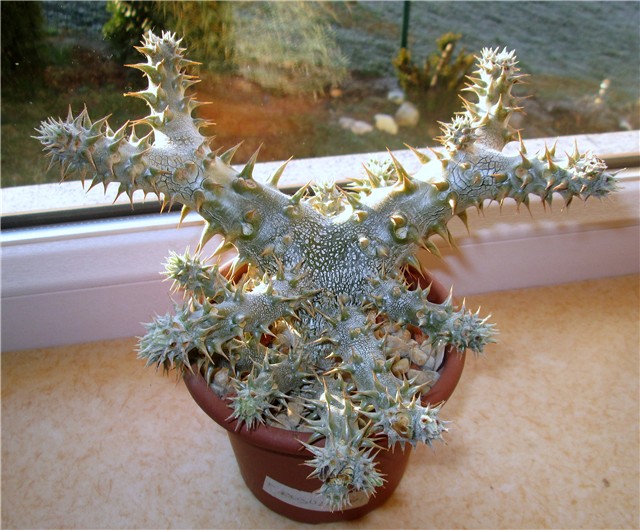 Pachypodium rosulatum