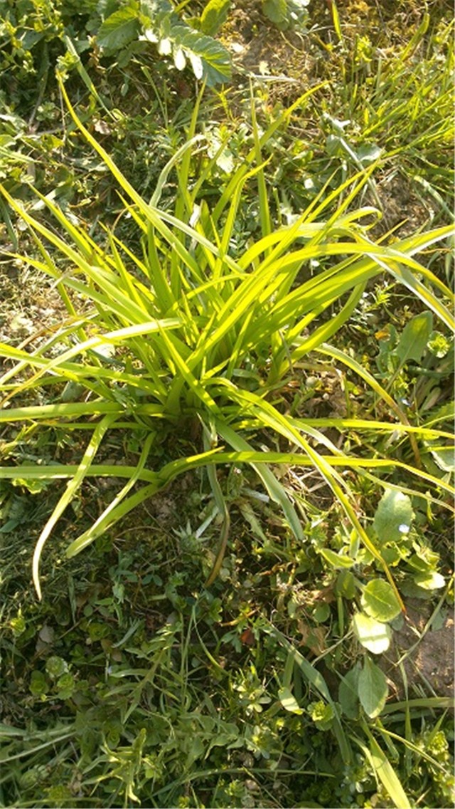 tradescantia