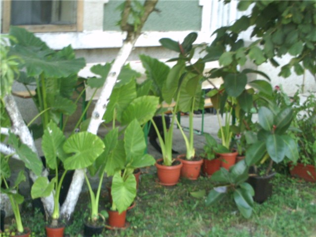 adami