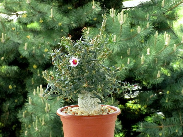 pachypodium bispinosum