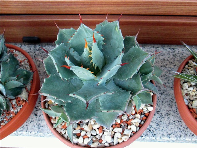 agave potatorum