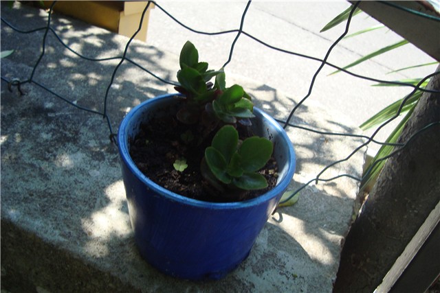 Kalanchoe