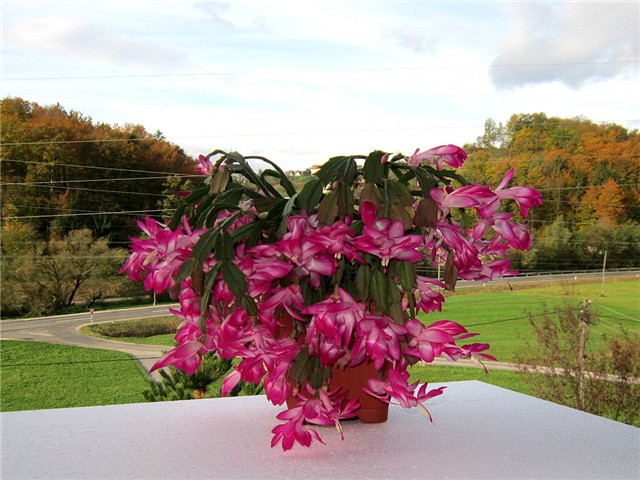 Schlumbergera truncata