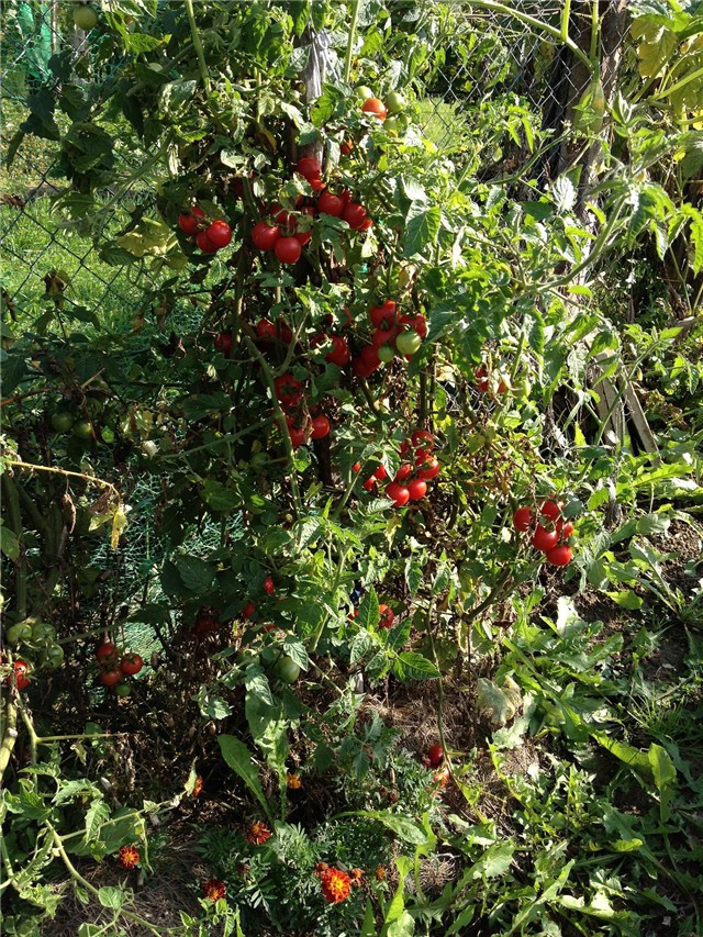 cherry rajčica