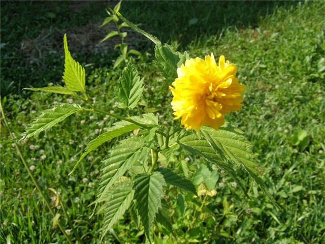 Kerija