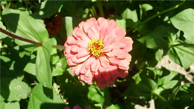 cinije