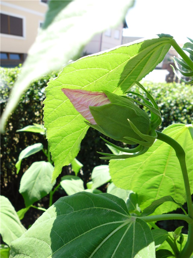 močvarni hibiskus