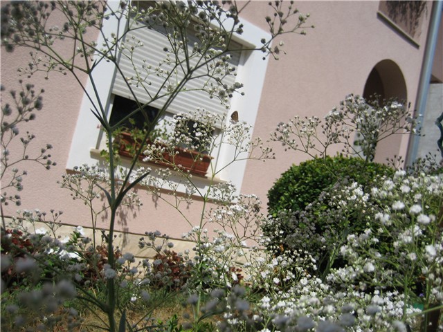 gipsofila