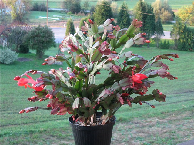 Schlumbergera