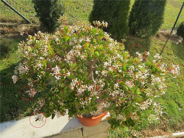 Crassula ovata