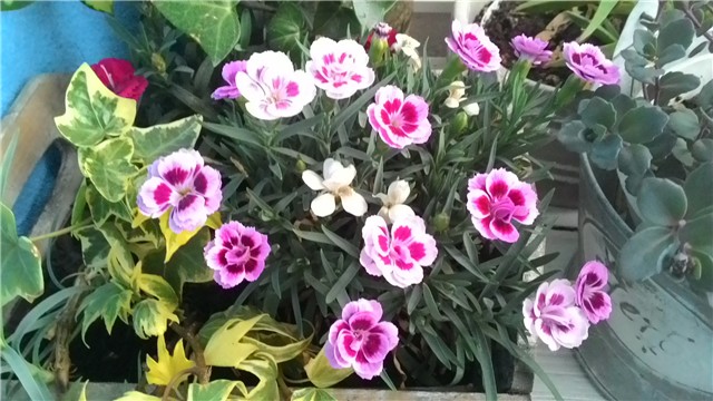 moj balkon