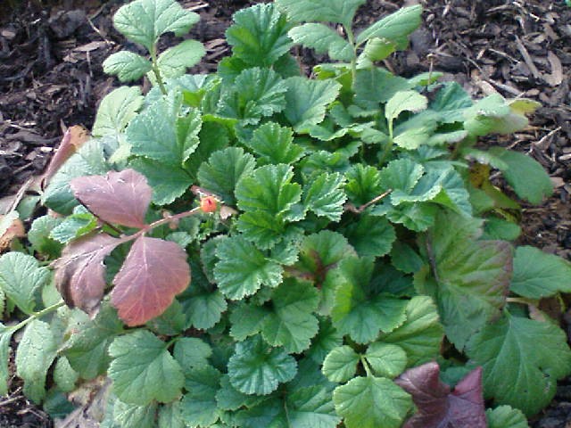 Geum Coccineum
