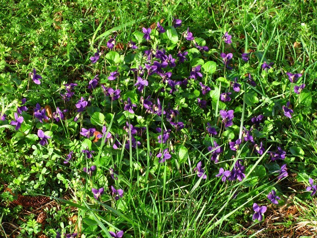 Viola odorata