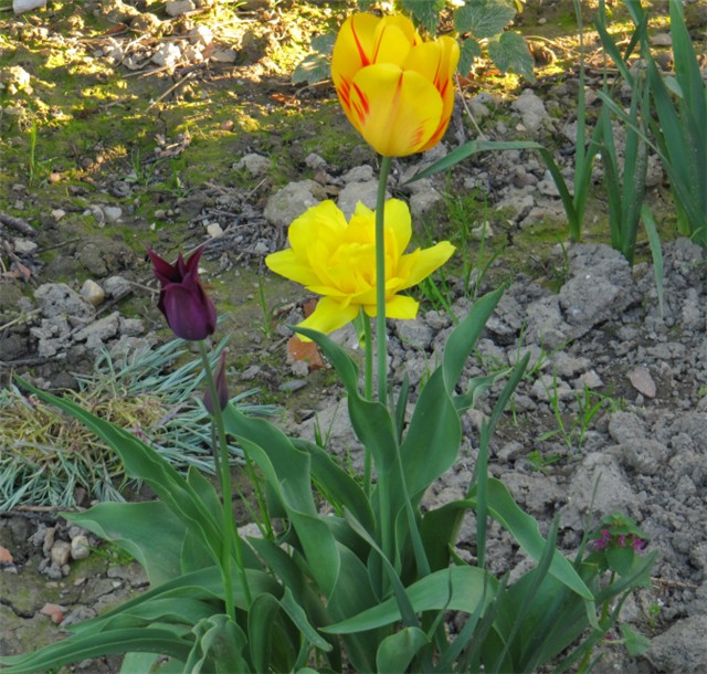 Tulipani