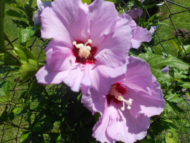 vrtni hibiskus