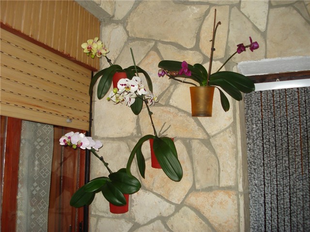 orhideja