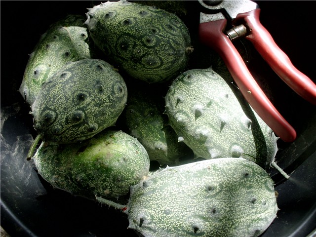 kiwano0