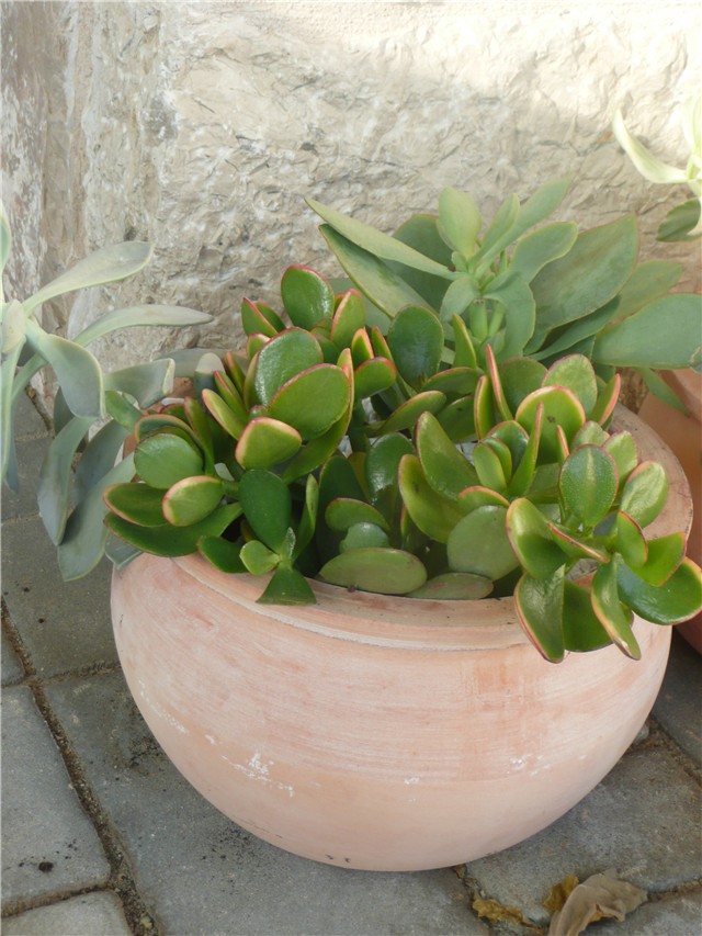 sukulenti