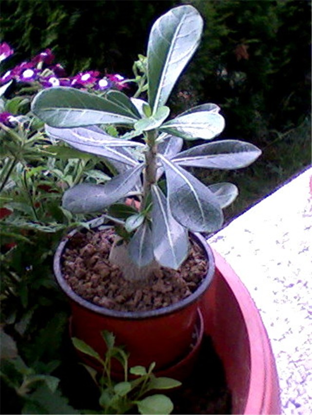 Adenium - Semira 