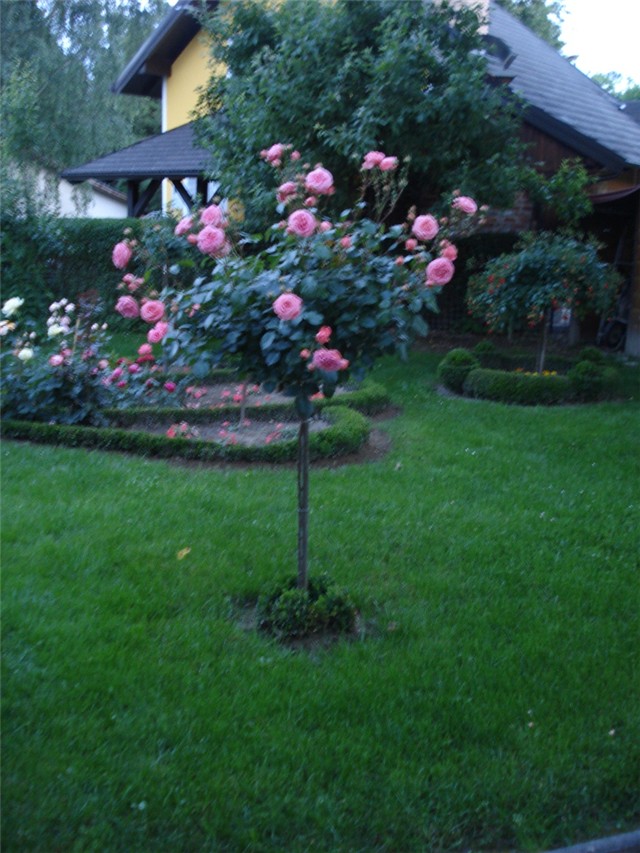 stablašica