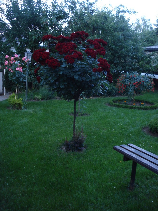 ruža stablašica lavaglut