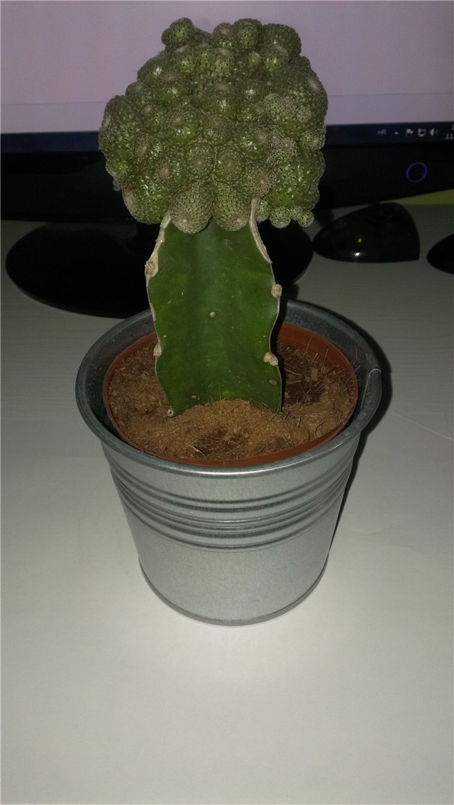 kaktus
