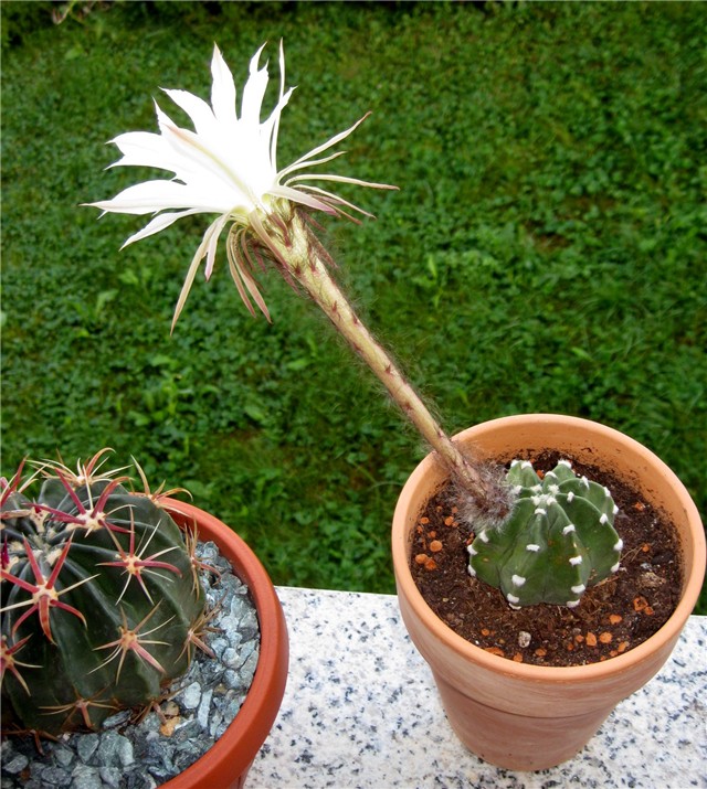 Astrophytum 