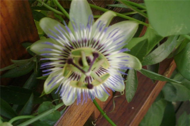 pasiflor