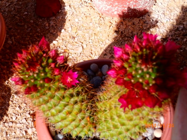 kaktusi cvijet