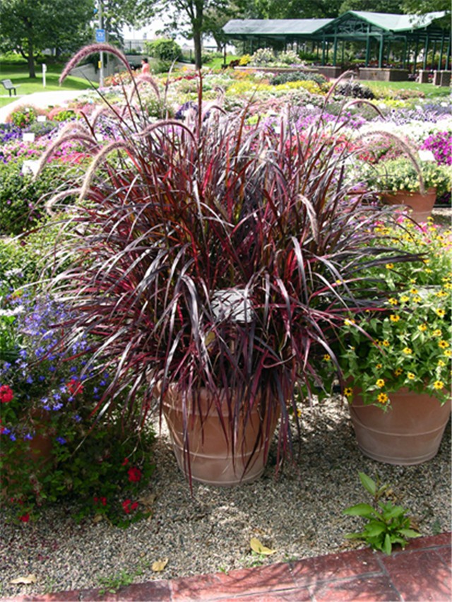 Pennisetum_red