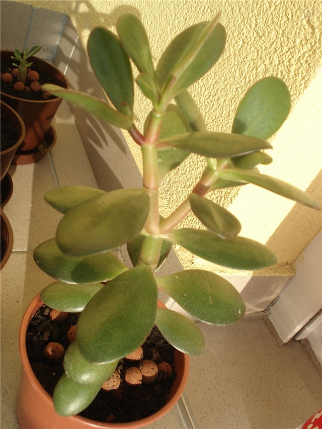 crassula