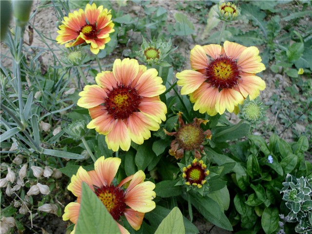 niska gaillardia