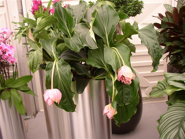 Flora Art Zagreb