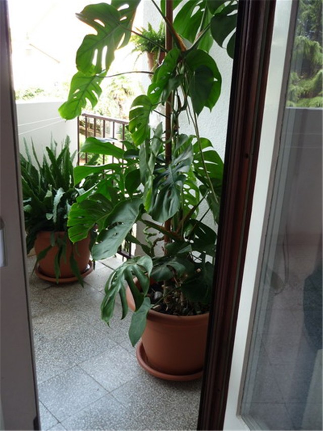 filodendron