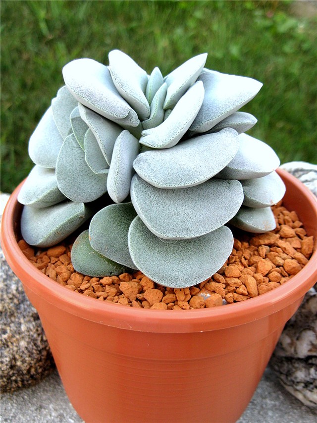 Crassula  Morgans Beauty