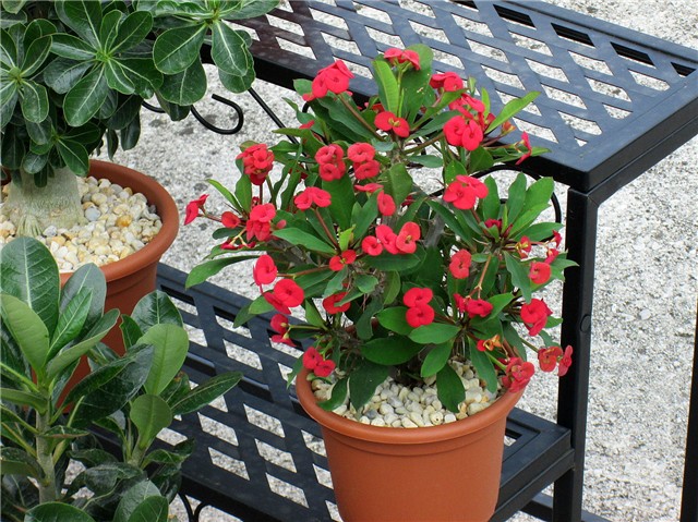 euphorbia milli