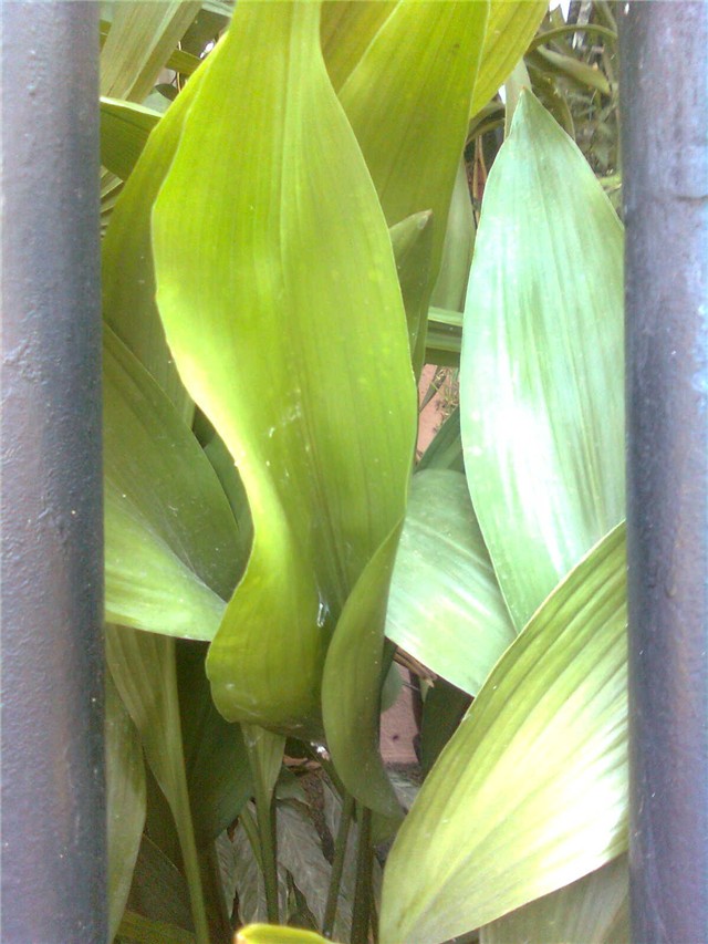 aspidistra