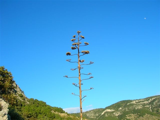 gradvis