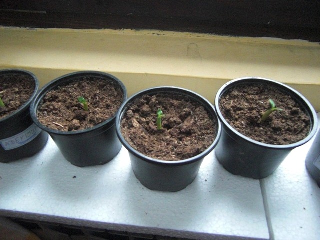 Adenium
