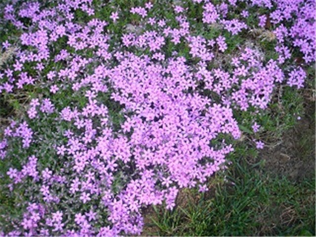 phlox