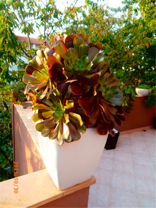 aeonium