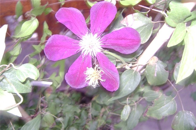 pasiflora