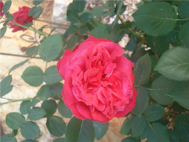 ruža6
