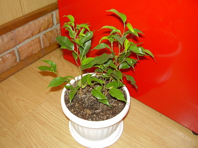 Benđamin