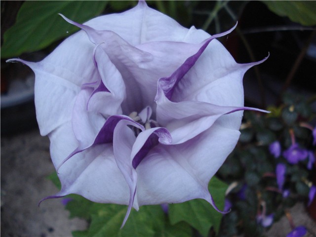 Datura