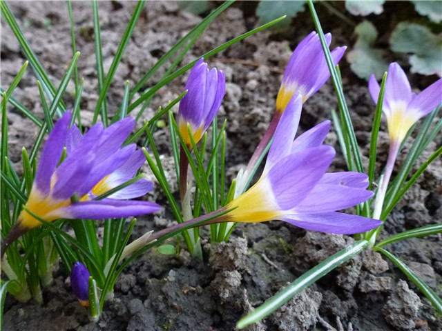 crocus tricolor