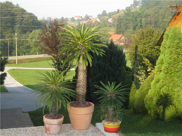 pachypodium lamerei