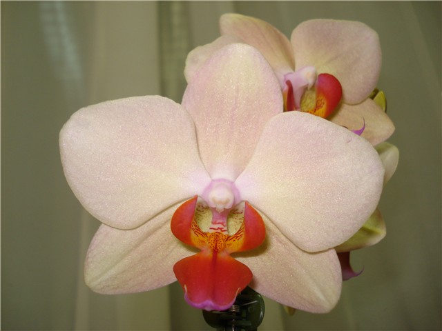 orhideja phal