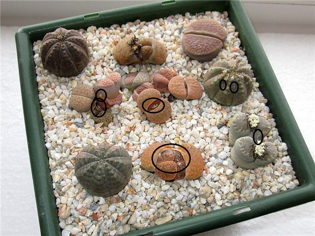 Lithops  &  euphorbia 